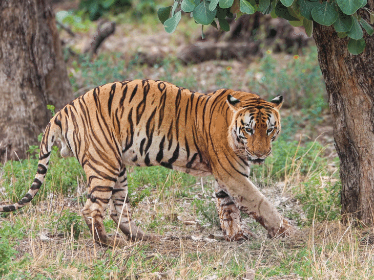 injured-tiger-yuvraj-undergoes-treatment-at-van-vihar:rescued-from-kheoni-after-a-fierce-territorial-fight;-deep-claw-wounds-are-seen-on-both-paws