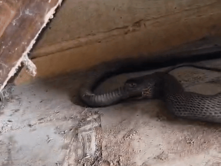 cobra-vomits-dead-female-snake-during-rescue-operation:spits-body-outside-surprises-locals-in-school