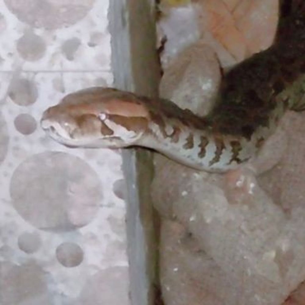 8-foot-python-enters-restaurant:snake-rescuer-catches-it,-released-into-forest;-monsoon-brings-reptiles-into-residential-areas