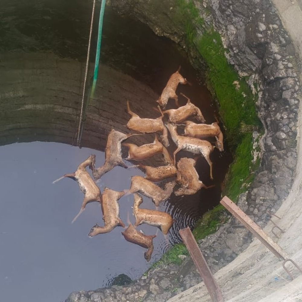 well-turns-death-trap-for-13-deer:animals-fall-in-while-escaping-dog;-forest-department-conducts-last-rites